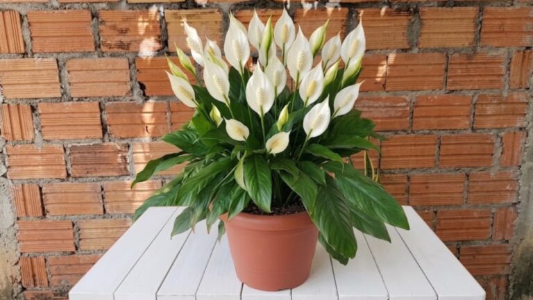 Morria e não sabia: Uma colher desse líquido vai fazer suas plantas florescerem muito (ano todo)
