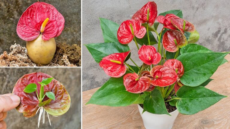 Como propagar antúrios a partir de flores com batatas: veja o desenvolvimento das raízes