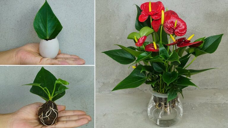 Propagação de antúrio por folhas, plantio em ovos: 100% de sucesso!