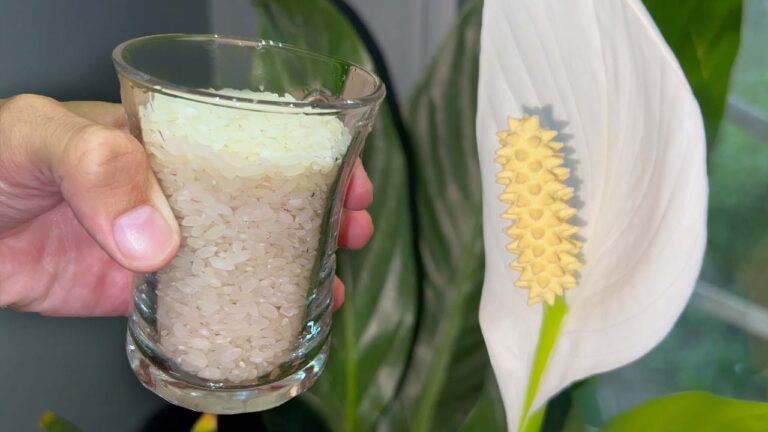 Apenas 1 xícara de arroz em qualquer lírio-da-paz (veja o resultado!)
