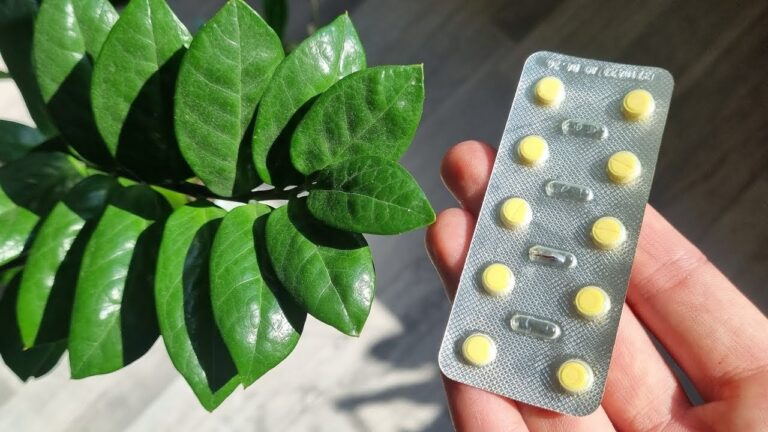 Até uma zamioculca fraca fica verde e volta a crescer com 2 comprimidos na água!