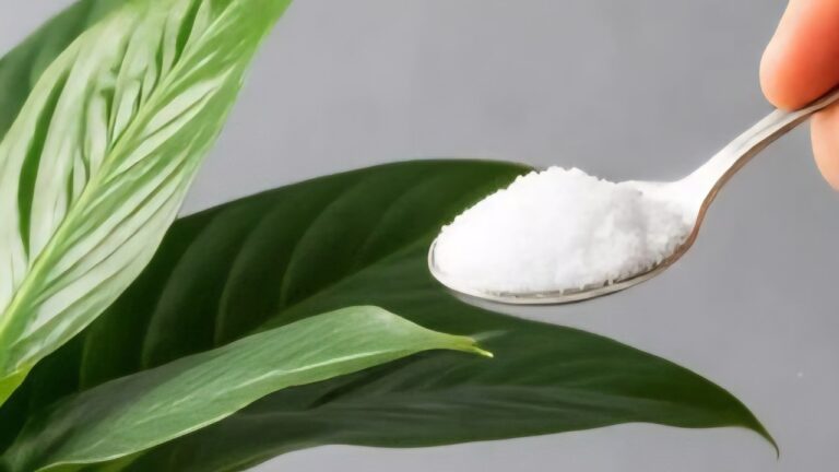 Polvilhe 1 colher de chá! De repente, o lírio-da-paz produz 1001 folhas e flores magníficas