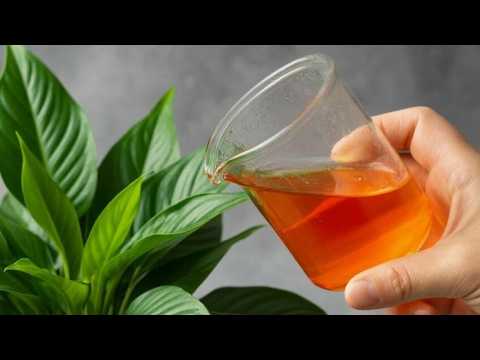 Apenas 1 copo por mês, e folhas e flores crescem o ano inteiro