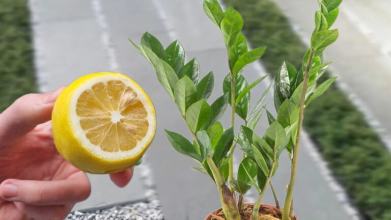 Incrível! Crescimento vigoroso e floração intensa: o limão faz maravilhas na zamioculca