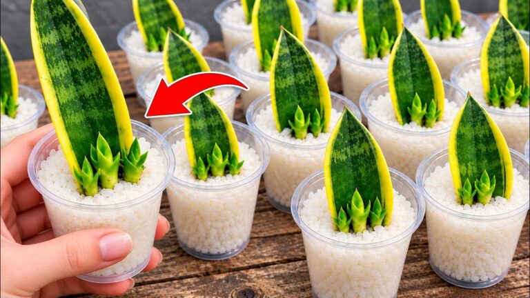 Uma única folha de Sansevieria (Espada-de-São-Jorge) pode dar origem a dezenas de novas…