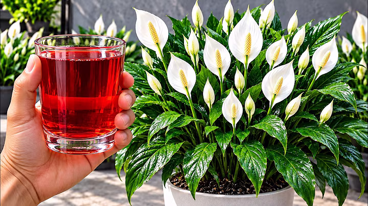 Apenas 1 Copo e Todas as Plantas CRESCEM e FLORESCEM 5x MAIS RÁPIDO (Truque dos Profissionais)